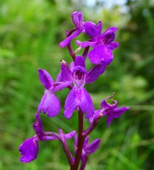 Anacamptis