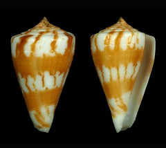Conus capitanellus
