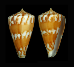 Conus capitanellus