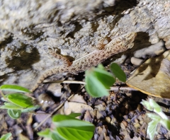 Hemidactylus parvimaculatus