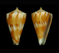 Conus capitanellus