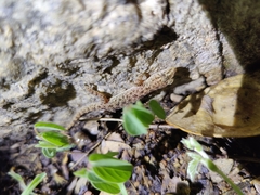 Hemidactylus parvimaculatus