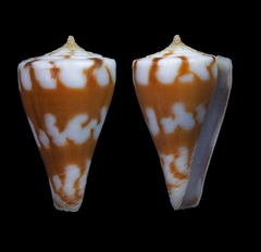 Conus capitanellus