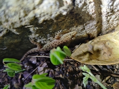 Hemidactylus parvimaculatus