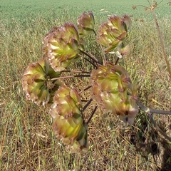 Prangos