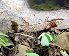 Hemidactylus parvimaculatus