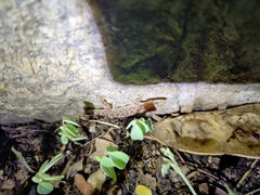 Hemidactylus parvimaculatus