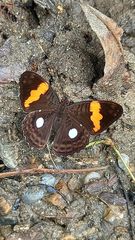 Adelpha leucophthalma