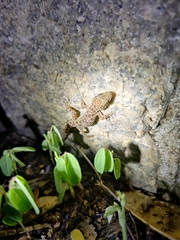 Hemidactylus parvimaculatus