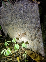 Hemidactylus parvimaculatus