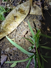 Hemidactylus parvimaculatus