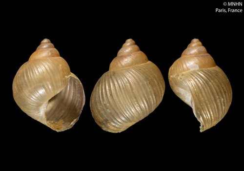 Simpulopsis sulculosa