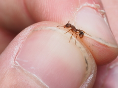 Myrmica scabrinodis