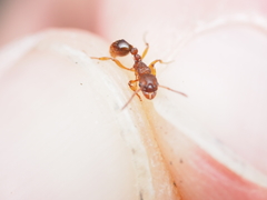 Myrmica scabrinodis