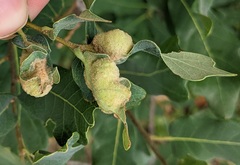 Neuroterus quercicola