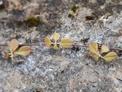 Linnaea borealis