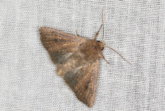 Dasygaster padockina