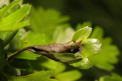 Monilinia johnsonii