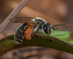 Andrena erythronii