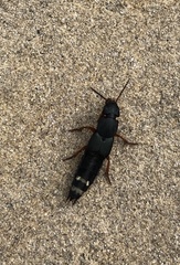 Platydracus fulvipes