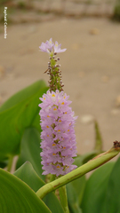 Pontederia sagittata