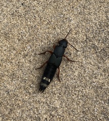 Platydracus fulvipes