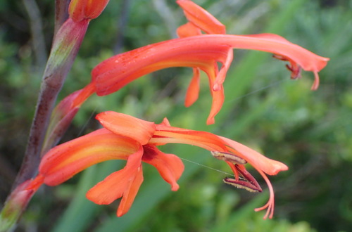 Cobra lily (Chasmanthe aethiopica)