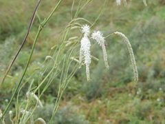 Sanguisorba parviflora