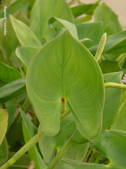 Pontederia sagittata