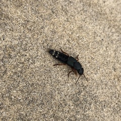 Platydracus fulvipes