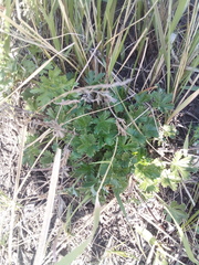 Potentilla argentea