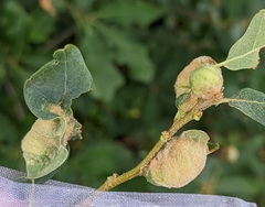 Neuroterus quercicola