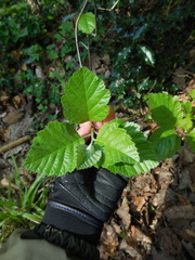 Karpatiosorbus latifolia