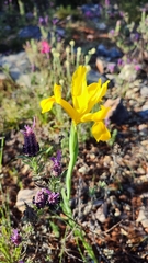 Iris xiphium lusitanica