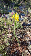 Iris xiphium lusitanica