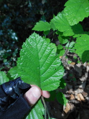 Karpatiosorbus latifolia