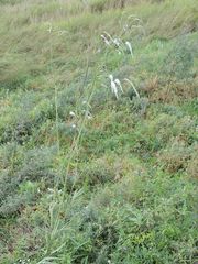 Sanguisorba parviflora