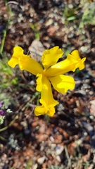 Iris xiphium lusitanica