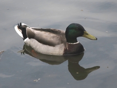 Anas platyrhynchos platyrhynchos