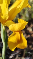 Iris xiphium lusitanica