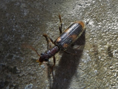 Cymatodera