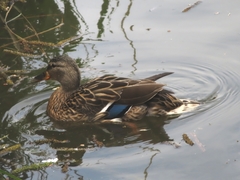 Anas platyrhynchos platyrhynchos