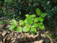 Karpatiosorbus latifolia