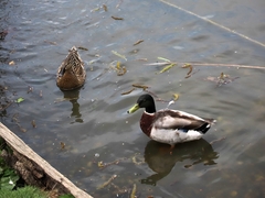 Anas platyrhynchos platyrhynchos