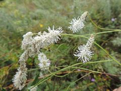 Sanguisorba parviflora