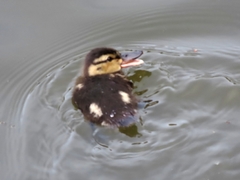 Anas platyrhynchos platyrhynchos