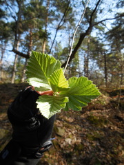 Karpatiosorbus latifolia
