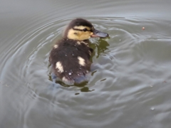 Anas platyrhynchos platyrhynchos