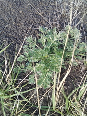 Artemisia absinthium