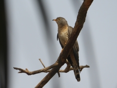 Cuculus gularis
